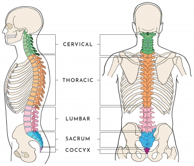 Anatomy of the Spine | Wessex Spinal Surgeon